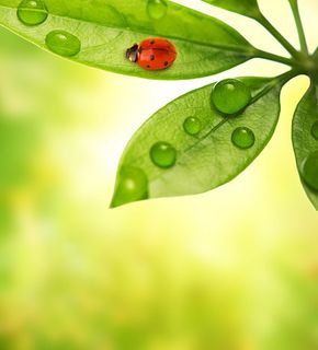 植物与瓢虫图片素材-8