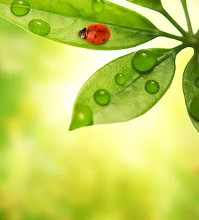 植物与瓢虫图片素材-8