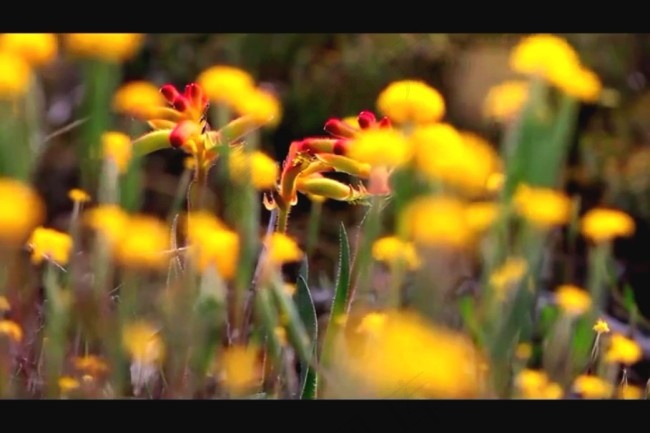 植物生长模板下载