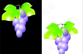 矢量葡萄图图片