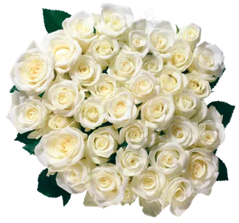 红色鲜花玫瑰花朵设计素材