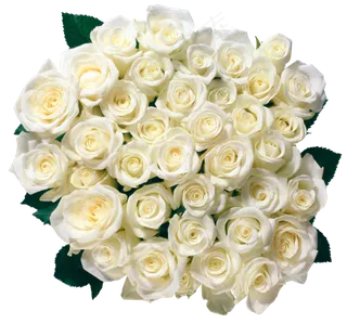 红色鲜花玫瑰花朵设计素材