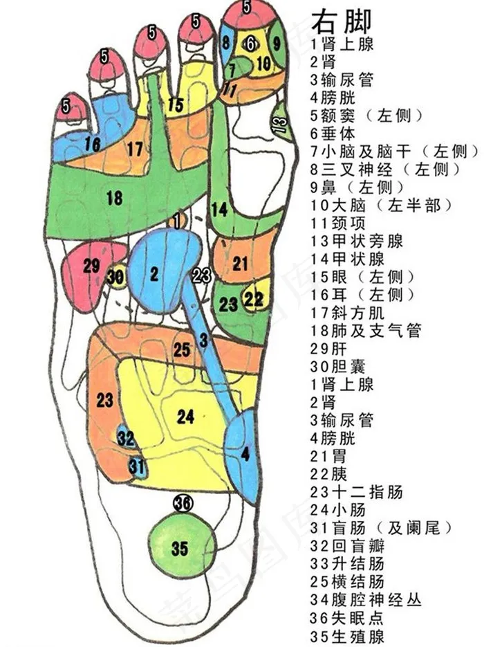 足疗穴位图片