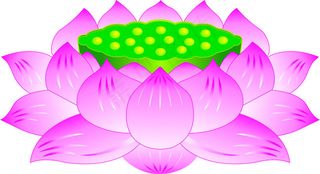 矢量莲花