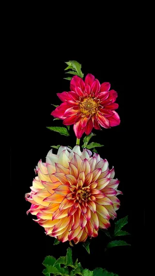 花高清摄影图片