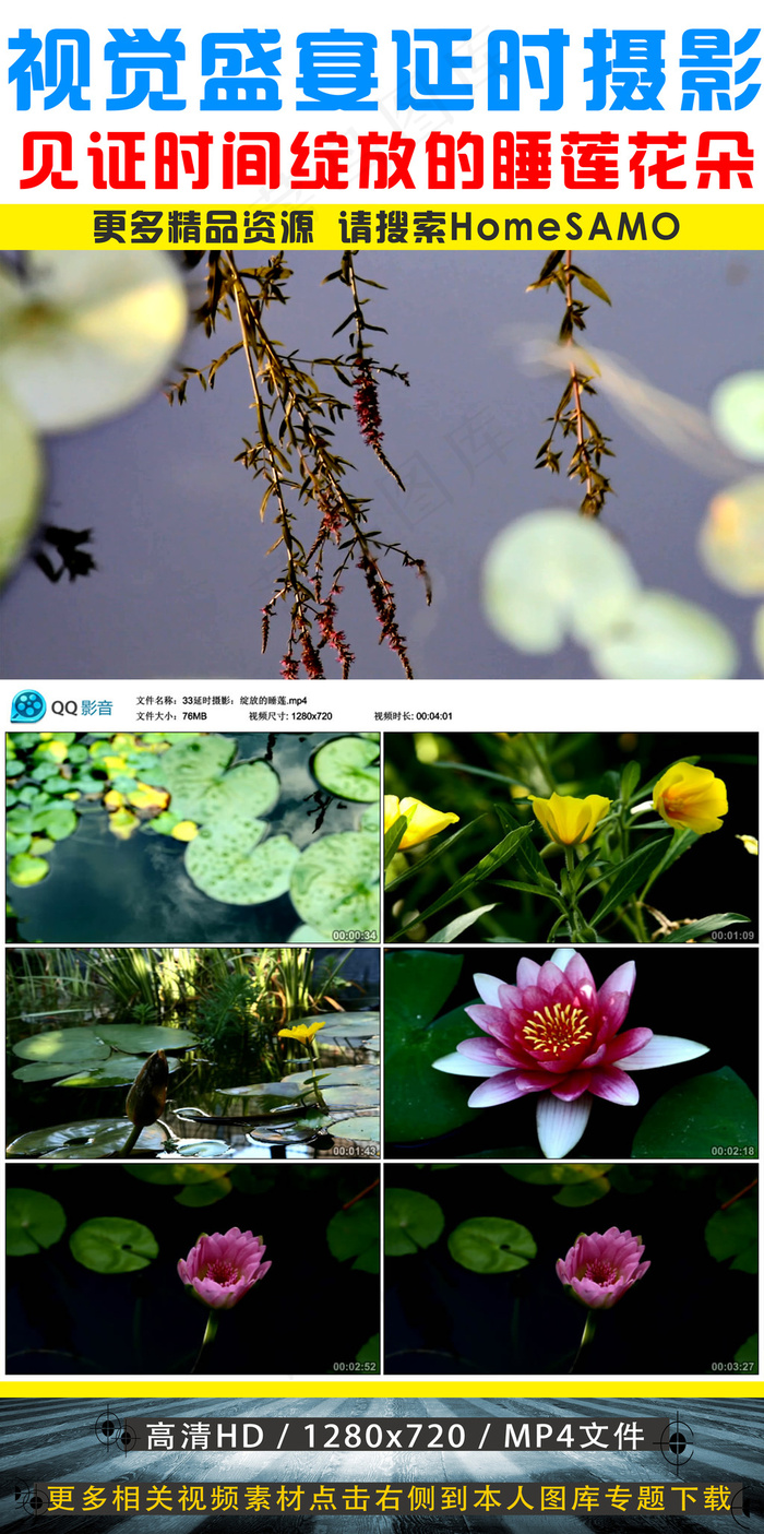 带你见证时间作品绽放的睡莲花朵延时...
