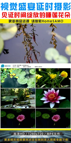 带你见证时间作品绽放的睡莲花朵延时... 带你见证时间作品绽放的睡莲花朵延时...