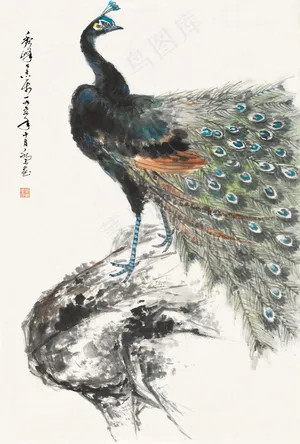 孔雀图片