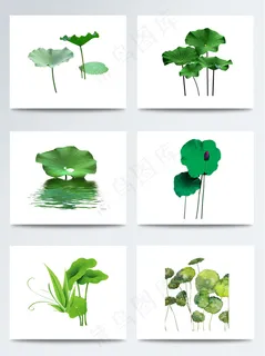 各种绿色荷叶PNG元素图