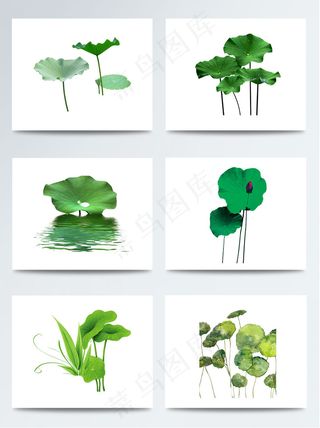 各种绿色荷叶PNG元素图