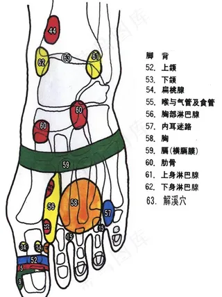足疗穴位图片