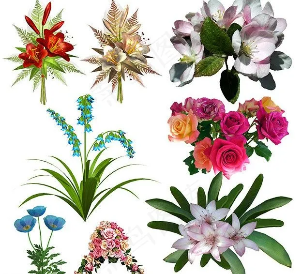 花卉素材图片