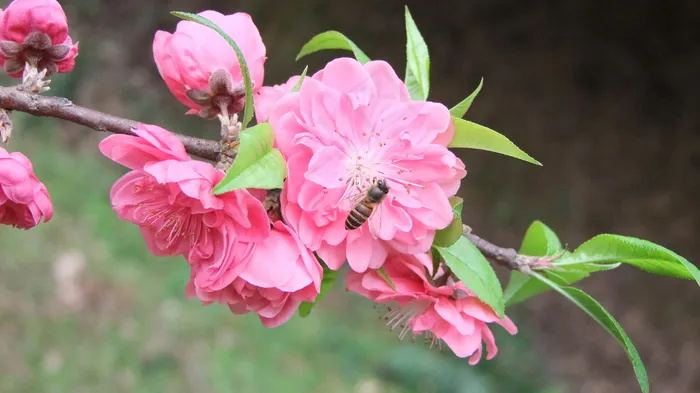 春天桃花
