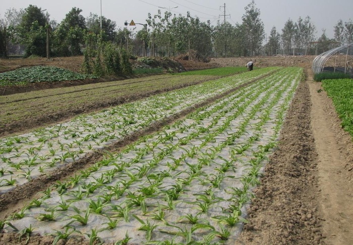 农膜菜地图片