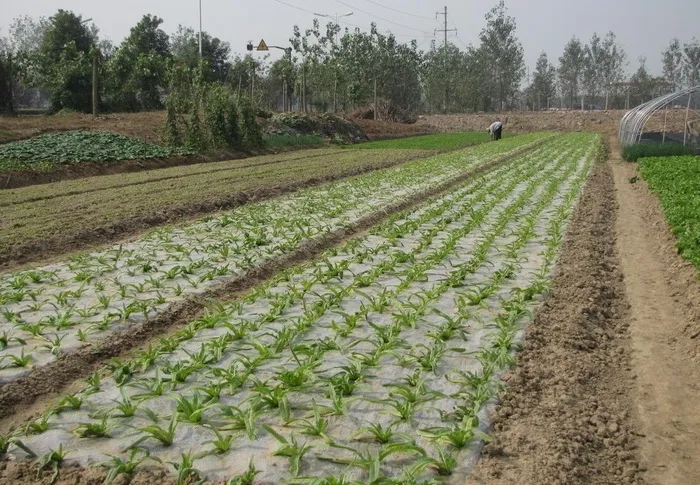 农膜菜地图片
