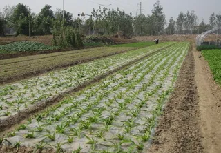 农膜菜地图片