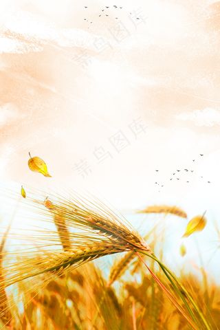 芒种节气麦田海报背景素材
