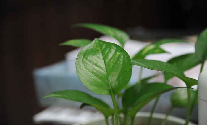 办公室植物图片