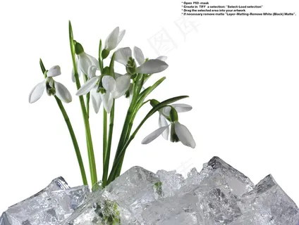 雪花莲42幅之二(JPG带Mask... 雪花莲42幅之二(JPG带Mask...