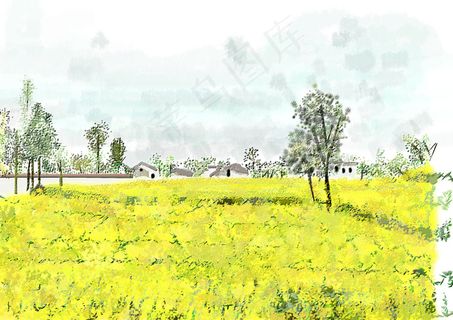 油菜花绘画图片