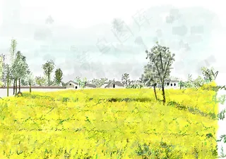 油菜花绘画图片