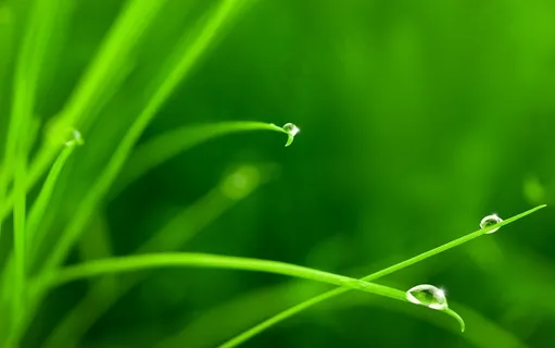 绿草上露珠图片 绿草上露珠图片
