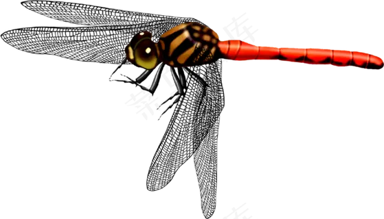 免抠png图片ps素材蜻蜓 免抠png图片ps素材蜻蜓