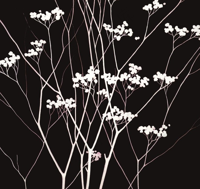 植物无框画图片