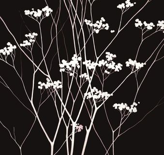 植物无框画图片