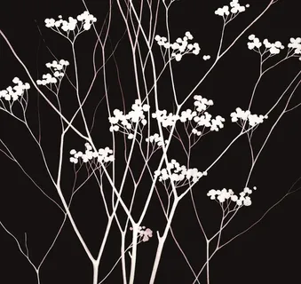 植物无框画图片