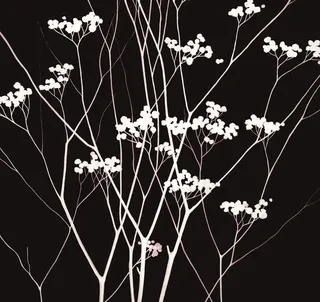 植物无框画图片