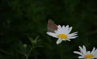 白花与蝴蝶图片
