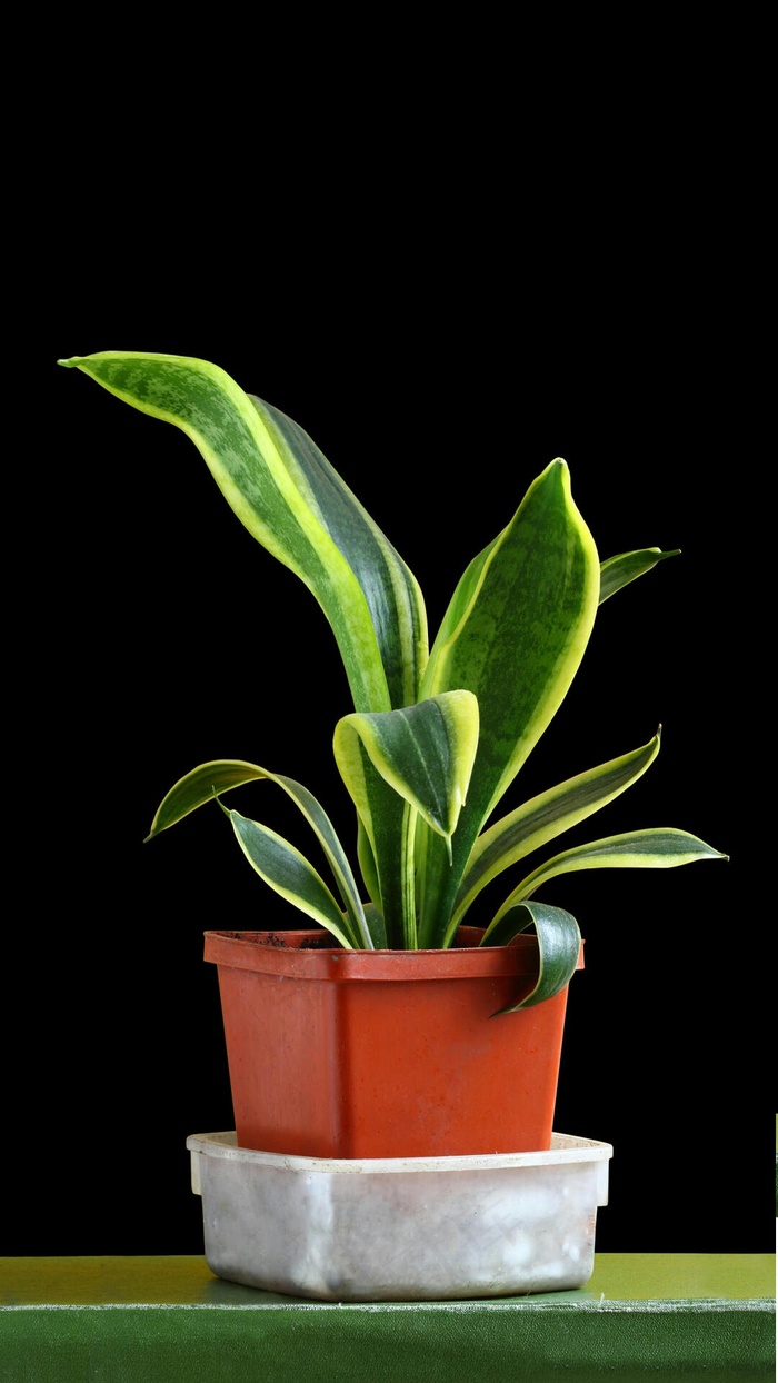 花盆高清摄影图片