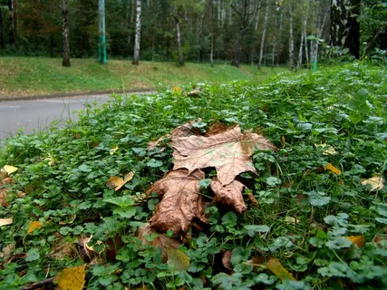 草地上的落叶图片