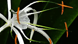 花开折枝