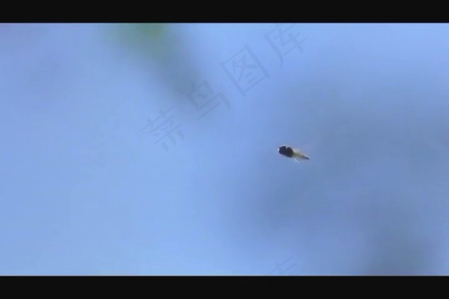 湖水蜻蜓实拍视频素材素材下载