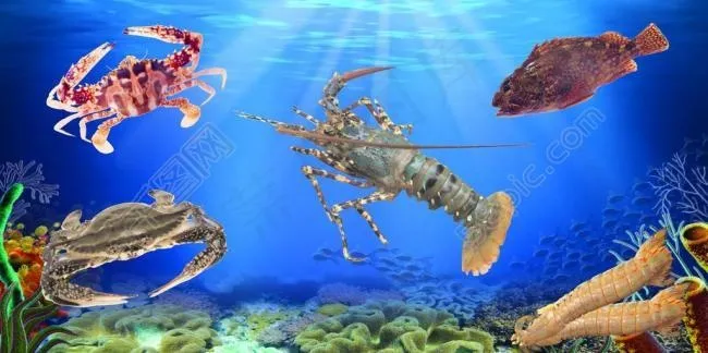 海鲜图片cdr矢量模版下载