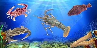 海鲜图片