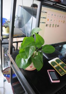 盆栽图片 盆栽图片