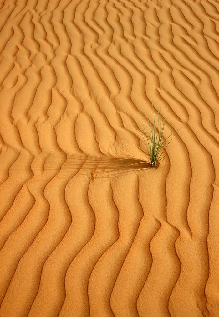 唯美沙漠的绿草风景图片