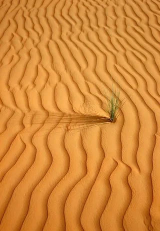 唯美沙漠的绿草风景图片