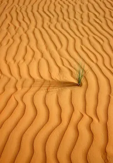 唯美沙漠的绿草风景图片 唯美沙漠的绿草风景图片