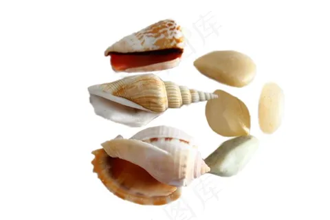 海螺免抠素材PSD分层