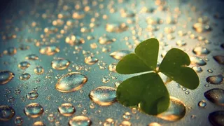 绿色露珠四叶草图片