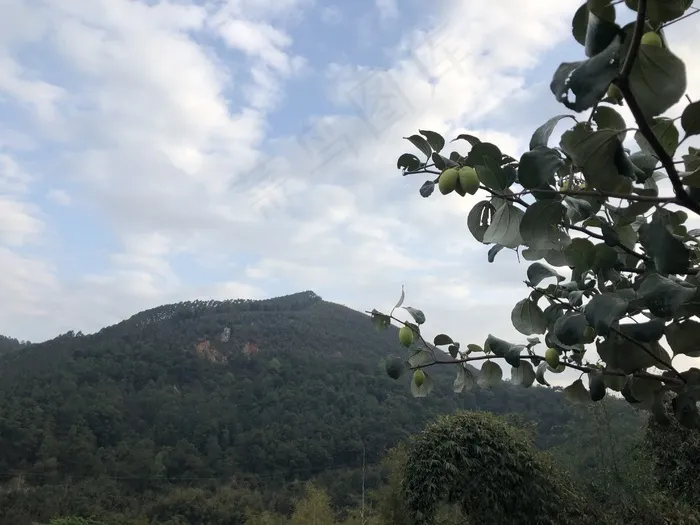 青枣高清壁纸素材