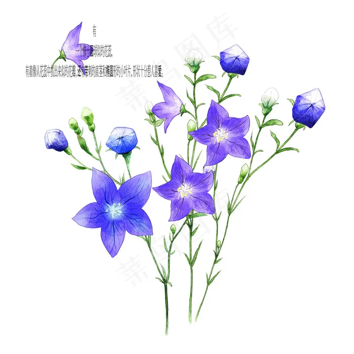 花蕊psd模版下载