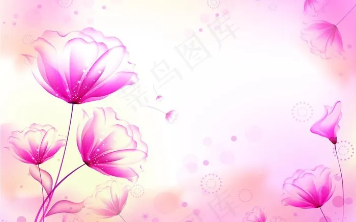 荷花图片