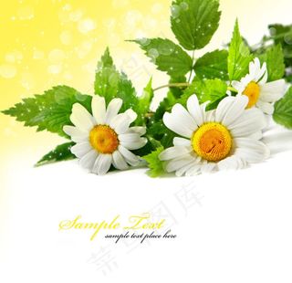 精美花卉系列04——高清图片