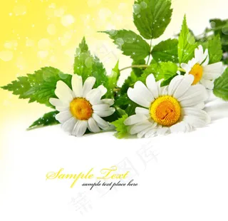 精美花卉系列04——高清图片