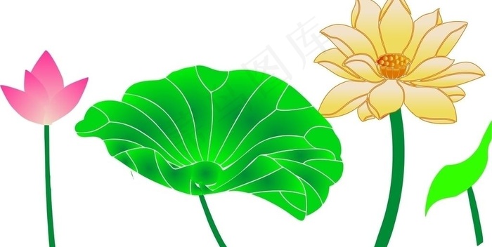 荷花 莲图片cdr矢量模版下载